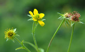 Image result for Geum urbanum