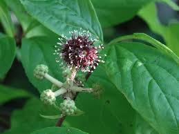 Attēlu rezultāti vaicājumam “Eleutherococcus sessiliflorus”