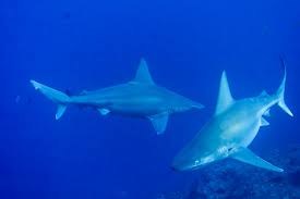 Image result for Carcharhinus plumbeus