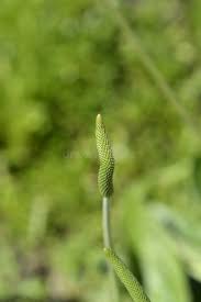 Attēlu rezultāti vaicājumam “Plantago media bud”