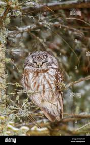 Attēlu rezultāti vaicājumam “Aegolius funereus adult”