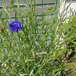 Attēlu rezultāti vaicājumam “Cyanus segetum”