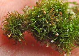 Attēlu rezultāti vaicājumam “Rhabdoweisia fugax sporophyte”