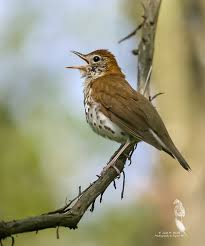 Image result for Hylocichla mustelina