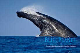 Image result for Megaptera novaeangliae