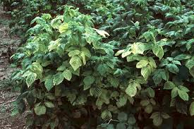 Attēlu rezultāti vaicājumam “Rubus idaeus leaf”