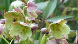 Image result for Nieswurz