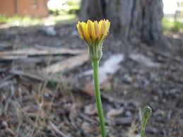 Attēlu rezultāti vaicājumam “Hypochaeris radicata bud”
