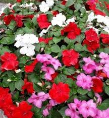 Image result for Impatiens walleriana