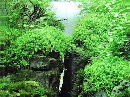 Attēlu rezultāti vaicājumam “Plagiomnium affine”