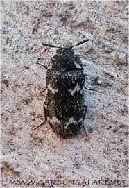 Attēlu rezultāti vaicājumam “Megatoma undata”