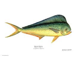 Image result for Coryphaena hippurus
