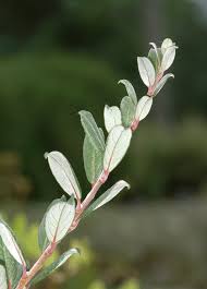 Attēlu rezultāti vaicājumam “Salix myrtilloides”