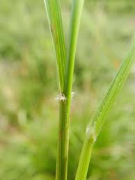Attēlu rezultāti vaicājumam “Calamagrostis canescens leaf”