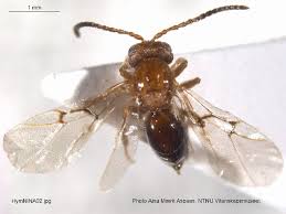 Attēlu rezultāti vaicājumam “Biorhiza pallida”