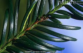Attēlu rezultāti vaicājumam “Taxus baccata leaf”