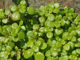 Attēlu rezultāti vaicājumam “Rhizomnium punctatum sporophyte”