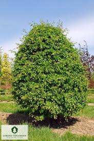 Attēlu rezultāti vaicājumam “Crataegus monogyna subsp. nordica”