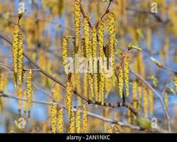Attēlu rezultāti vaicājumam “Carpinus betulus male flower”