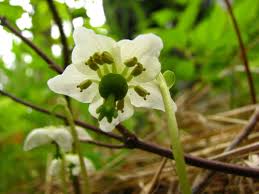 Attēlu rezultāti vaicājumam “Moneses uniflora bud”