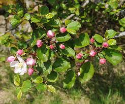 Attēlu rezultāti vaicājumam “Malus”