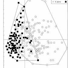Attēlu rezultāti vaicājumam “Saussurea esthonica leaf”