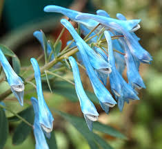 Attēlu rezultāti vaicājumam “Corydalis”