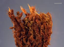 Attēlu rezultāti vaicājumam “Lophozia excisa”