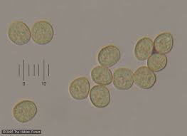Attēlu rezultāti vaicājumam “Trichia contorta”