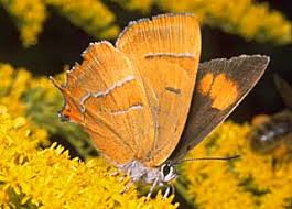 Attēlu rezultāti vaicājumam “Thecla betulae female”