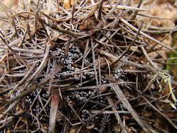 Attēlu rezultāti vaicājumam “Badhamia affinis”