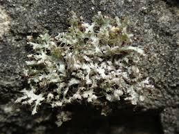 Attēlu rezultāti vaicājumam “Physcia adscendens”