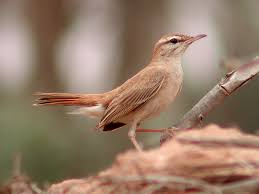 Image result for Cercotrichas galactotes