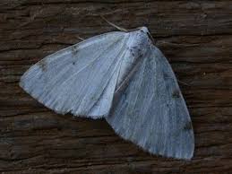 Attēlu rezultāti vaicājumam “Lomographa bimaculata”