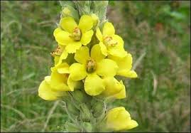 Attēlu rezultāti vaicājumam “Verbascum thapsus flower”