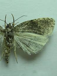 Attēlu rezultāti vaicājumam “Apotomis betuletana”