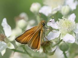 Attēlu rezultāti vaicājumam “Thymelicus lineola underside”