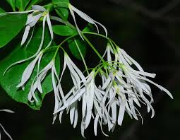 Attēlu rezultāti vaicājumam “Chionanthus virginicus flower”