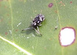 Attēlu rezultāti vaicājumam “Ptinus sp.”