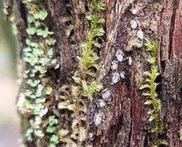 Attēlu rezultāti vaicājumam “Propolis farinosa”