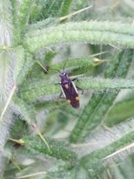 Attēlu rezultāti vaicājumam “Capsodes gothicus”