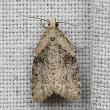 Attēlu rezultāti vaicājumam “Capua vulgana”