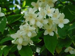 Attēlu rezultāti vaicājumam “Philadelphus coronarius”