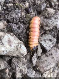 Attēlu rezultāti vaicājumam “Lamellocossus terebra”