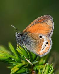 Attēlu rezultāti vaicājumam “Coenonympha glycerion underside”