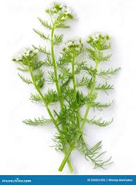 Attēlu rezultāti vaicājumam “Capsella bursa-pastoris leaf”