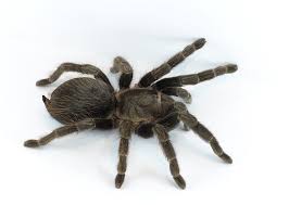Image result for spider