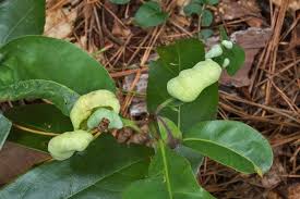 Attēlu rezultāti vaicājumam “Exobasidium vaccinii”