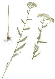 Image result for Achillea millefolium