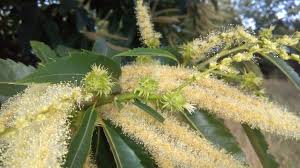 Attēlu rezultāti vaicājumam “Castanea sativa”